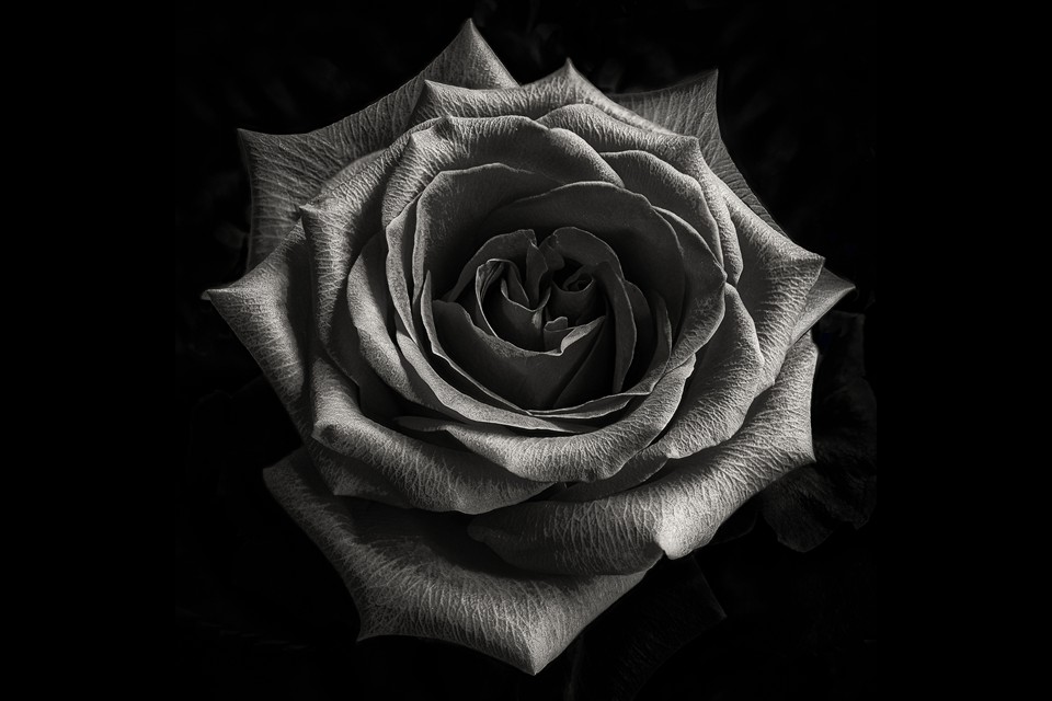 Black Rose by Bill C. Olson