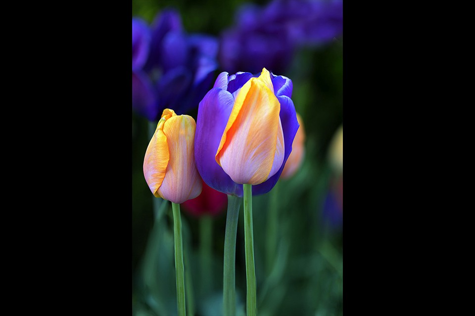 Tulips by Martin Kivell