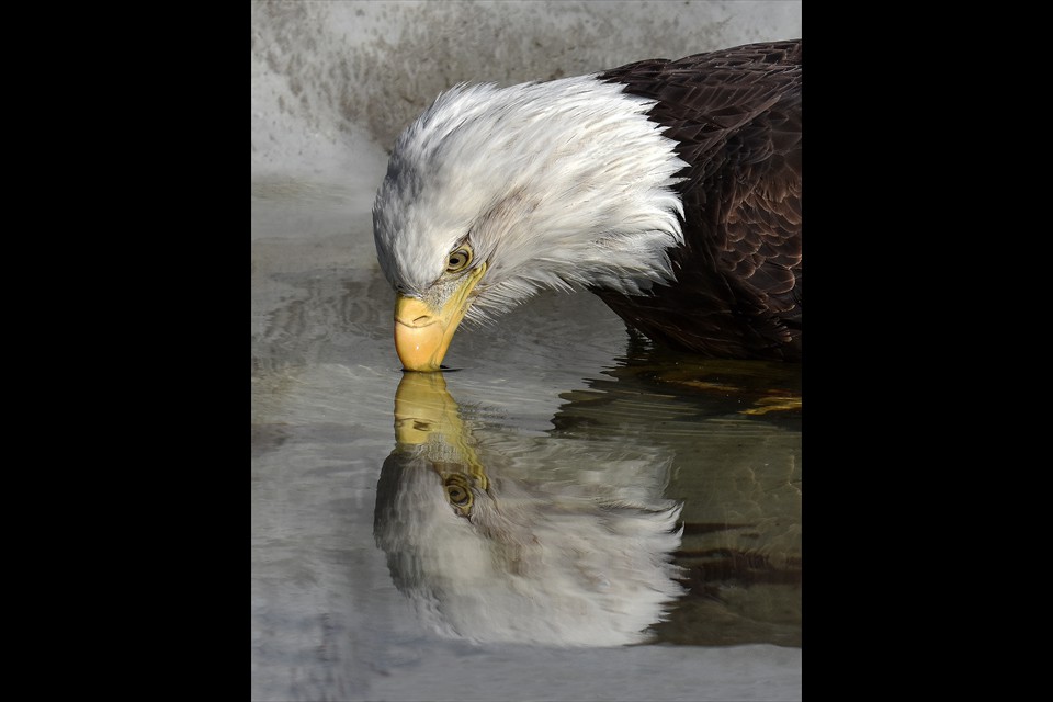 Eagle Reflection by Leesa Beckmann
