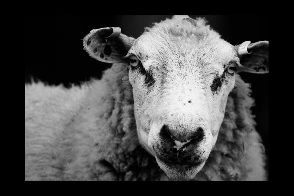 New Zealand Lamb by Campbell Chapman