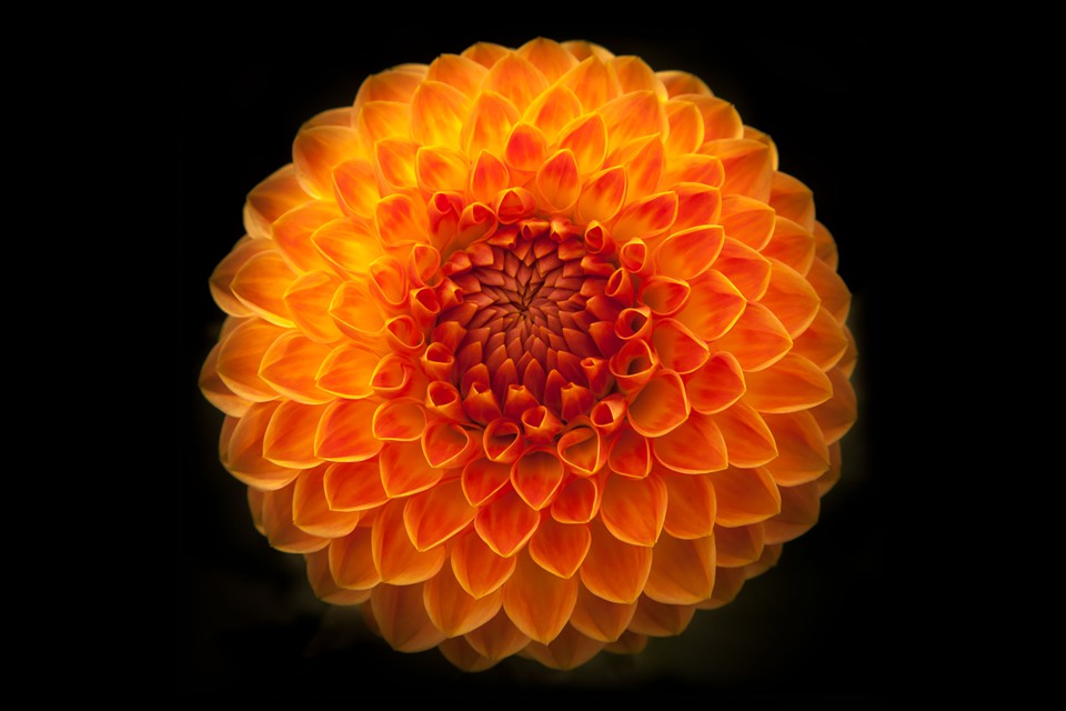 Orange Blossom by William Olson