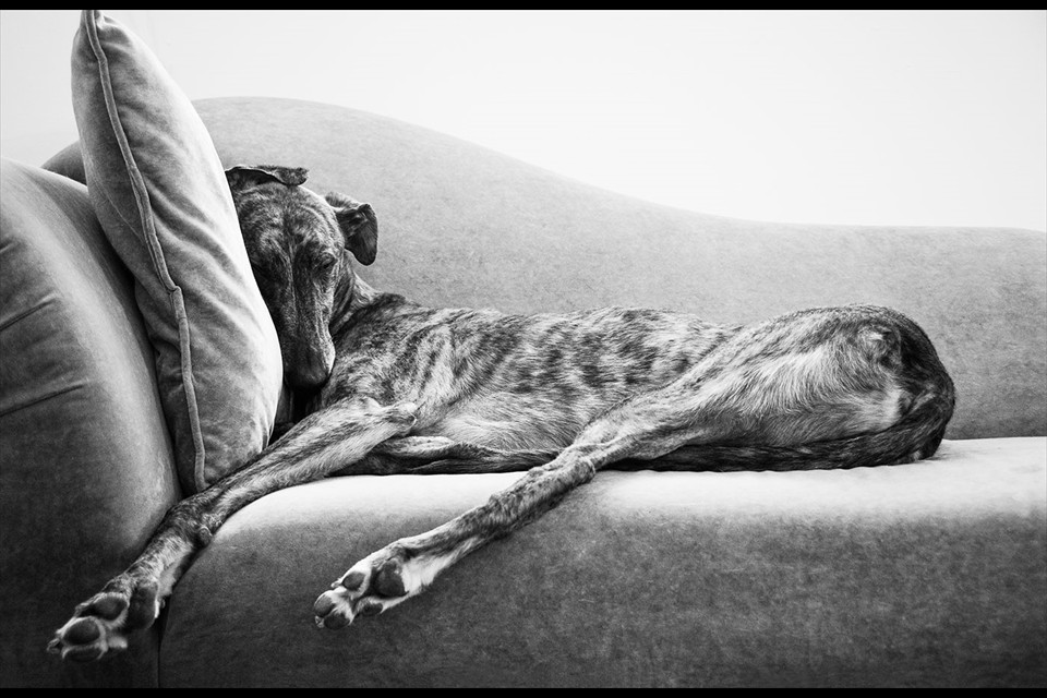 Sleeping Greyhound by Amy Roth

