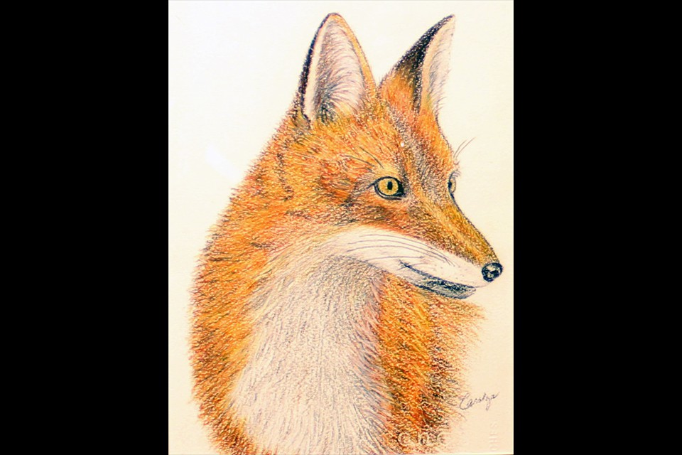 A Fox by Carolyn Hartley
